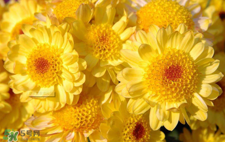 秋天開花嗎？秋天的花有哪些？