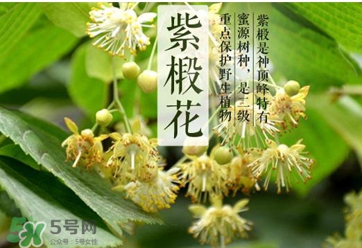 椴樹蜜是什么顏色？椴樹蜜是白色的嗎