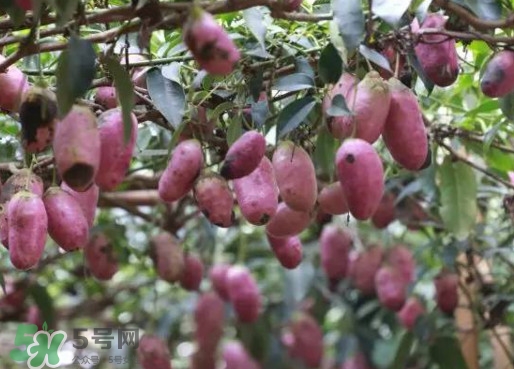 八月瓜能吃嗎？八月瓜到底有什么價值？