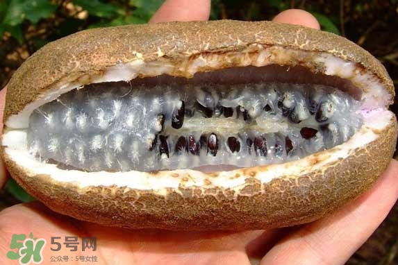 八月瓜能吃嗎？八月瓜到底有什么價值？
