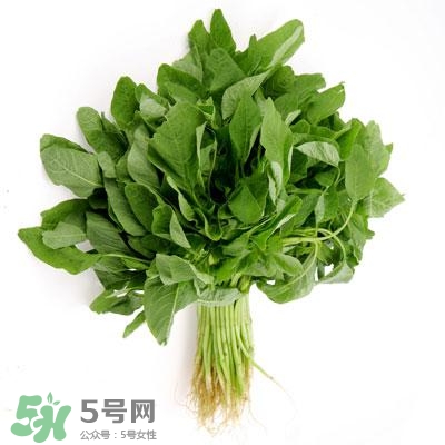 寶寶輔食可以吃哪些蔬菜？寶寶吃蔬菜泥的最佳時間
