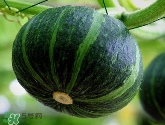 貝貝南瓜什么時(shí)候種植？貝貝南瓜什么時(shí)候上市