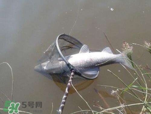 青魚怎么釣？釣青魚用什么餌料最好？