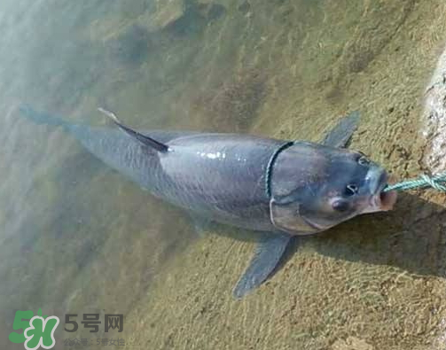 青魚怎么釣？釣青魚用什么餌料最好？