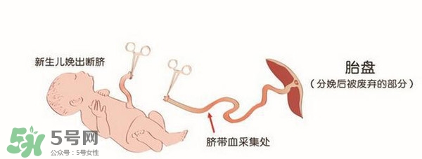 臍帶血有必要保存嗎？臍帶血有什么用？
