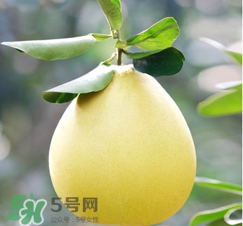 紅心蜜柚是不是轉(zhuǎn)基因？蜜柚是哪個(gè)地方的特產(chǎn)
