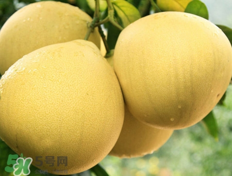 蜜柚怎么挑選？蜜柚怎么保存