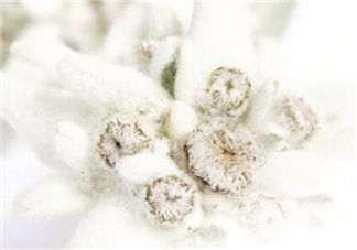 Siin雪絨花孕婦可以用嗎？Siin雪絨花護(hù)膚品孕婦合適嗎？