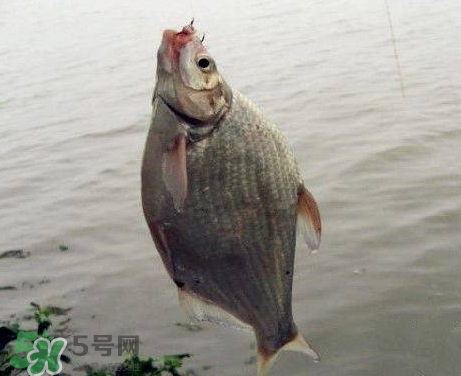 武昌魚怎么釣？釣武昌魚用什么餌料？
