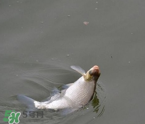 武昌魚怎么釣？釣武昌魚用什么餌料？