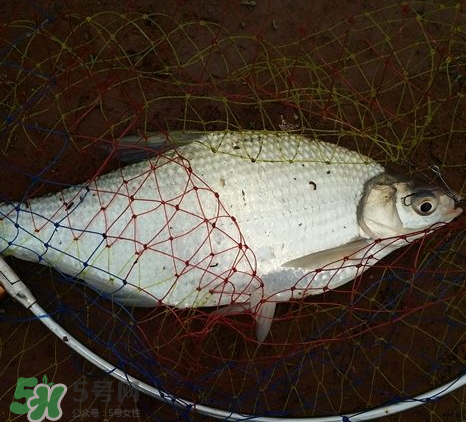 武昌魚怎么釣？釣武昌魚用什么餌料？