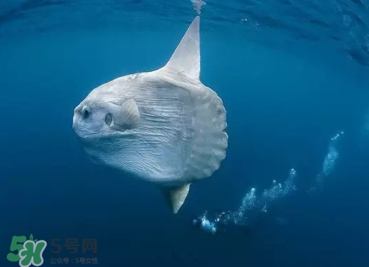 翻車魚能吃嗎？翻車魚有毒嗎