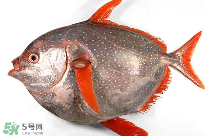 月亮魚(yú)是什么魚(yú)？月亮魚(yú)能吃嗎
