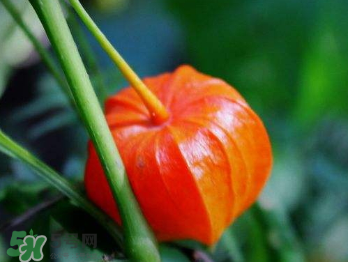 紅姑娘能治療糖尿病嗎？紅姑娘能治什么病？
