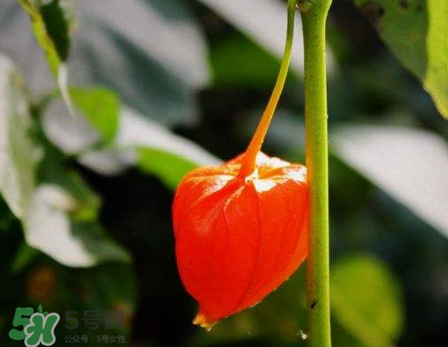 紅姑娘能治療糖尿病嗎？紅姑娘能治什么??？
