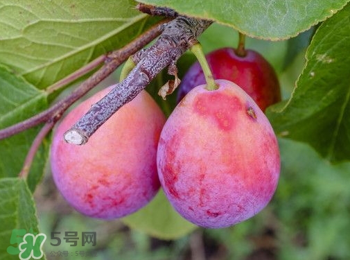 西梅熱量高嗎？西梅可以減肥嗎？