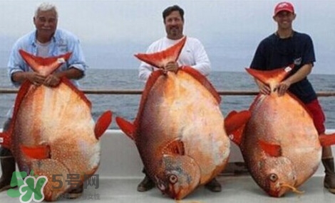 月亮魚(yú)是什么魚(yú)？月亮魚(yú)能吃嗎
