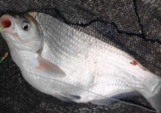 武昌魚(yú)怎么釣？釣武昌魚(yú)用什么餌料？
