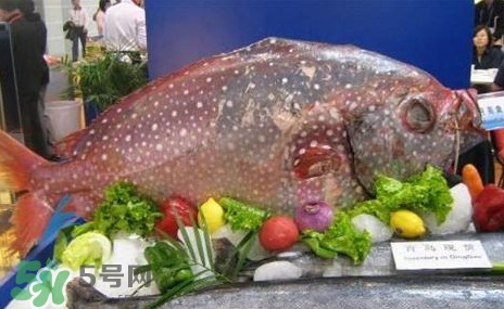 月亮魚(yú)是什么魚(yú)？月亮魚(yú)能吃嗎