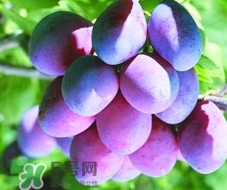 西梅軟的好吃還是硬的好吃？西梅軟的是壞了嗎？