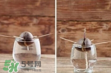 牛油果核能吃嗎？牛油果核怎么種盆栽？