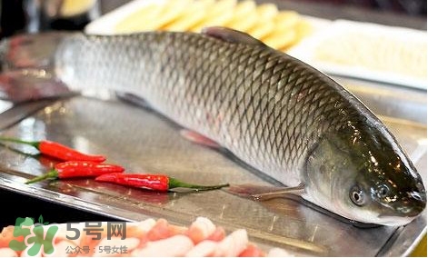 鯇魚和草魚哪個(gè)好吃？鯇魚和草魚的區(qū)別