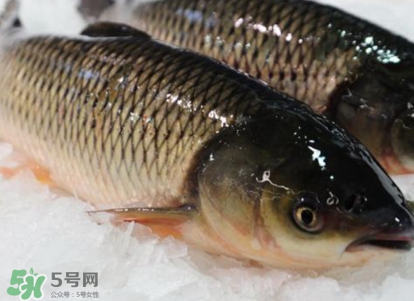 鯇魚是什么魚？鯇魚是怎樣來(lái)的
