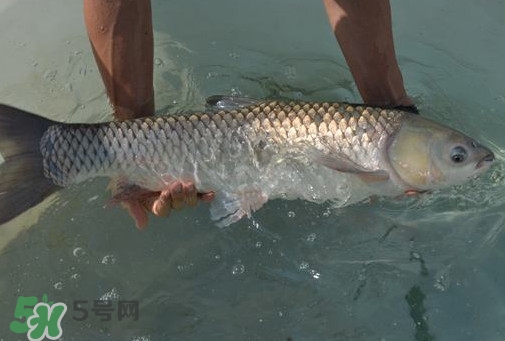 脆肉鯇是草魚(yú)嗎？脆肉鯇和草魚(yú)有什么區(qū)別