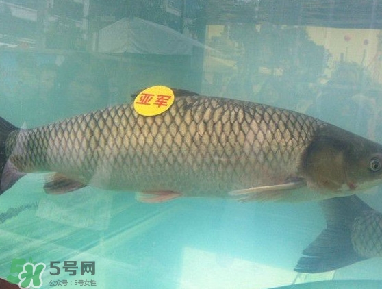 脆肉鯇是什么魚？脆肉鯇口感為什么是脆的