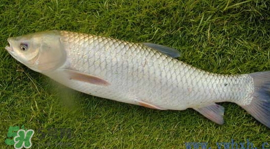 怎樣區(qū)分脆肉鯇和普通鯇魚？脆肉鯇有什么營養(yǎng)價值？