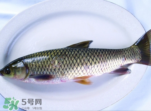 鯇魚是什么魚？鯇魚是怎樣來(lái)的