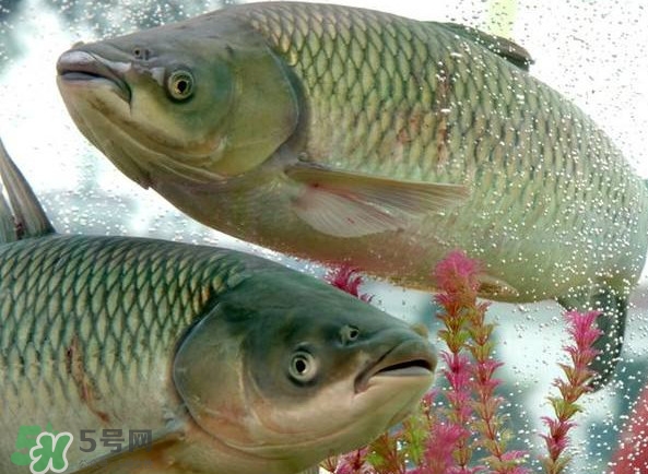 脆肉鯇吃什么的？脆肉鯇和皖魚有什么區(qū)別