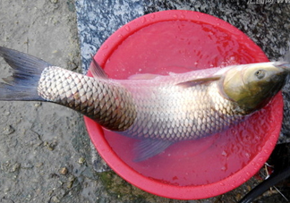 釣鯇魚用什么魚餌？鯇魚怎么做好吃