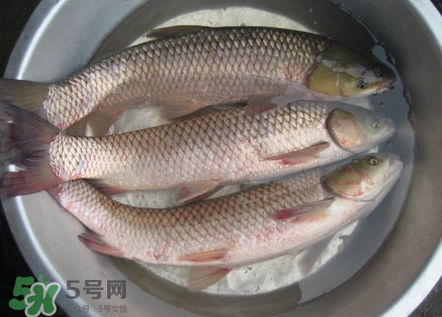 鯇魚是什么魚？鯇魚是怎樣來(lái)的