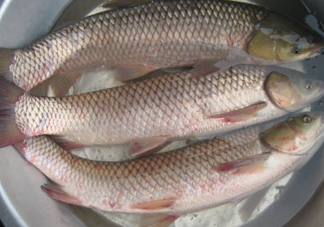 鯇魚是什么魚？鯇魚是怎樣來的