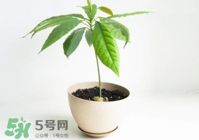 牛油果核能吃嗎？牛油果核怎么種盆栽？