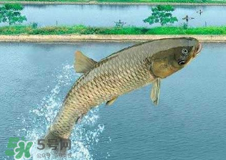 脆肉鯇是什么魚？脆肉鯇口感為什么是脆的