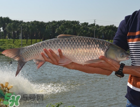 脆肉鯇可以做酸菜魚嗎？脆肉鯇什么季節(jié)有