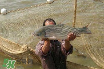 脆肉鯇是草魚(yú)嗎？脆肉鯇和草魚(yú)有什么區(qū)別