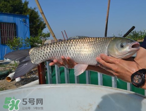 脆肉鯇是什么魚？脆肉鯇口感為什么是脆的