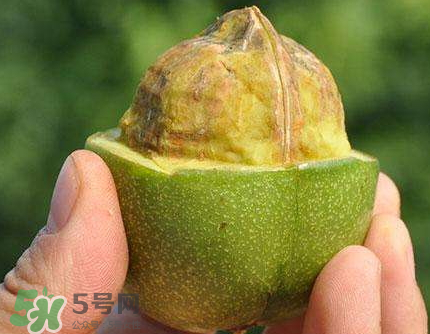 青皮核桃可以冷凍嗎？青皮核桃可以冷藏嗎？