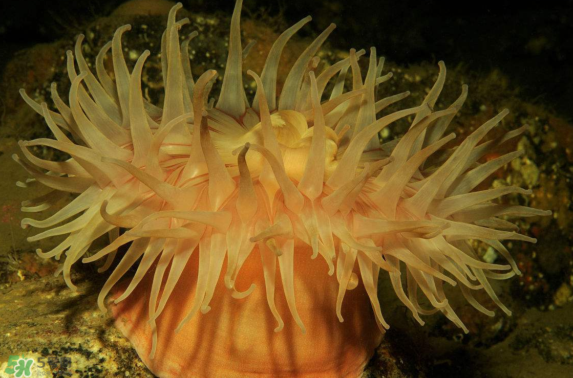 ?？艹詥?？?？趺闯裕?></p><p>學(xué)名：Condylactis passiflora</p><p>分布：加勒比海、大西洋沿岸，水深30公尺以內(nèi)的水域。</p><p>特點(diǎn)：美國(guó)沿岸珊瑚礁特有的美麗品種，觸手又粗又長(zhǎng)，刺細(xì)胞毒性很強(qiáng)，碰到它的魚類、無(wú)脊椎動(dòng)物都可能受到傷害，顏色多樣化，有白色、黃色、粉紅色等。</p><p>習(xí)性：喜歡單獨(dú)生長(zhǎng)在石縫及沙石之中，喜歡50000Lux的強(qiáng)光帶，繁殖方式不一。</p><p>飼養(yǎng)條件：溫度18~22℃、pH8.0~8.4、kH9~11°dH，適合養(yǎng)在光照強(qiáng)之處，可喂以漢堡飼料、人工豐年蝦、海水微量元素。</p><p>拳頭?？?/p><p>學(xué)名：Entacmaea quadricolor</p><p>分布：印度洋、太平洋、紅海到薩摩亞群島之間的淺灘珊瑚礁，水深40公尺以內(nèi)的水域。</p><p>特點(diǎn)：在口盤駐觸手長(zhǎng)滿了共生藻，因此影響了它們色澤的表現(xiàn)。觸手構(gòu)造很獨(dú)特，頂端通常呈氣泡狀，也會(huì)因壓縮而成球形或梨形，與小丑魚行共生。</p><p>習(xí)性：以群居的方式棲息在淺水地帶，個(gè)別生長(zhǎng)在其他地區(qū)的，需要石縫、巖洞以固著及藏匿。</p><p>養(yǎng)殖條件：生長(zhǎng)在強(qiáng)光帶，溫度22~26℃，可喂以漢堡飼料、人工豐年蝦、海水微量元素。</p> </div>
<div align=