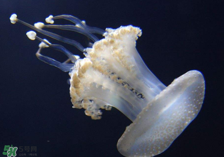 海蜇是生吃嗎？海蜇怎么吃？