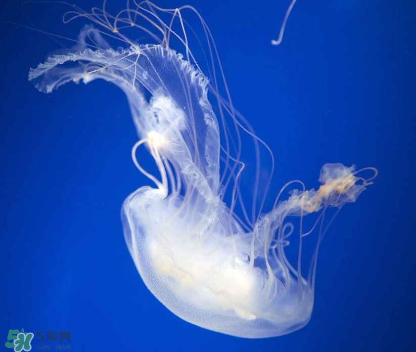 海蜇是生吃嗎？海蜇怎么吃？