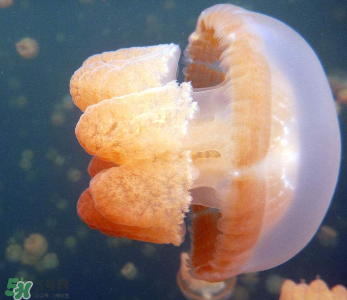 海蜇是生吃嗎？海蜇怎么吃？