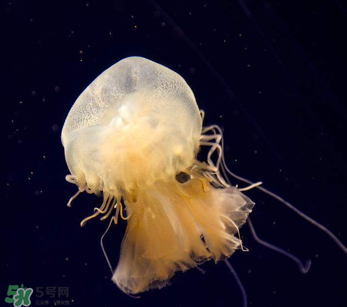 海蜇是生吃嗎？海蜇怎么吃？