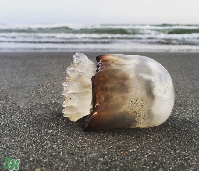 海蜇不泡能吃嗎？海蜇可以直接吃嗎？