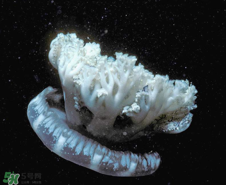 海蜇不泡能吃嗎？海蜇可以直接吃嗎？