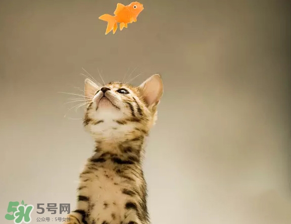孟加拉豹貓多少錢一只？孟加拉豹貓粘人嗎