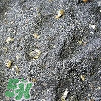 核桃粉怎么做？核桃粉的功效與作用